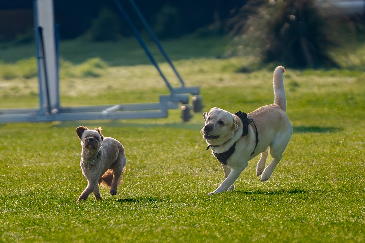 Two dogs energetically running on green grass in a sunny outdoor park, enjoying a playful chase.